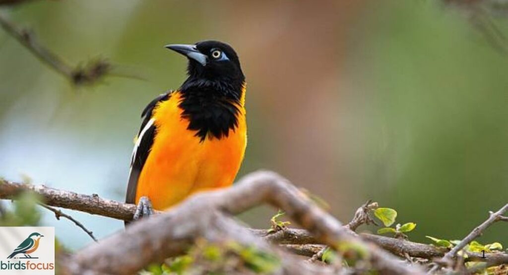 Orchard Oriole