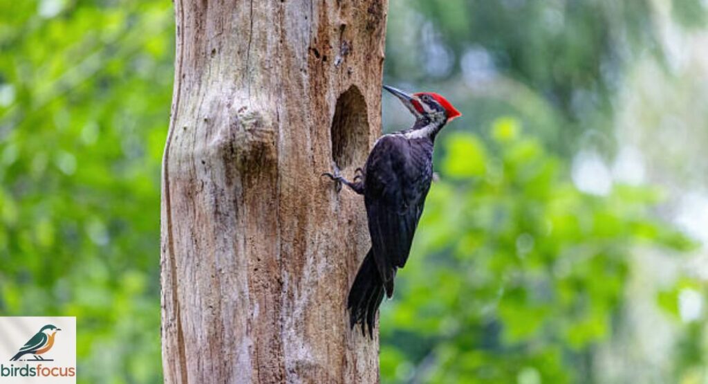 Pileated Woodpecker
