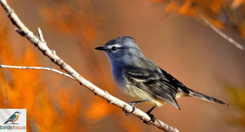 Plumbeous Vireo