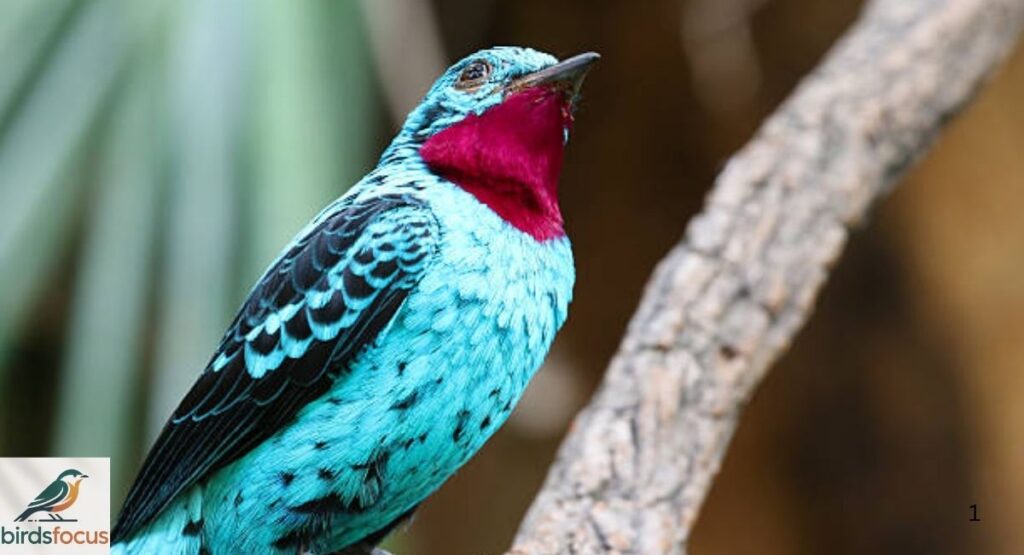 Purple-breasted Cotinga