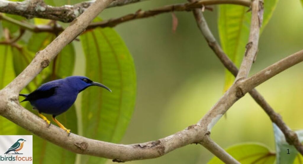 Purple Honeycreeper