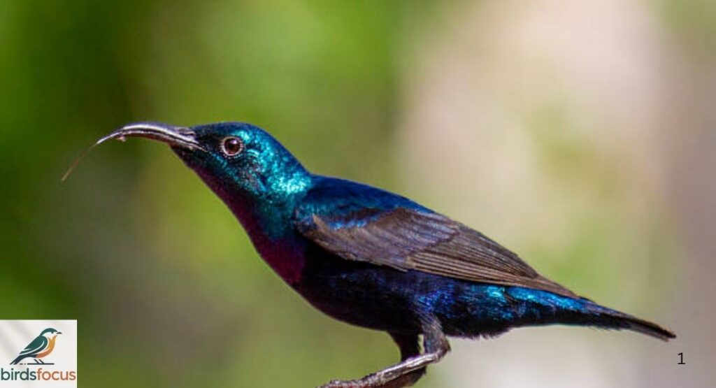 Purple Sunbird