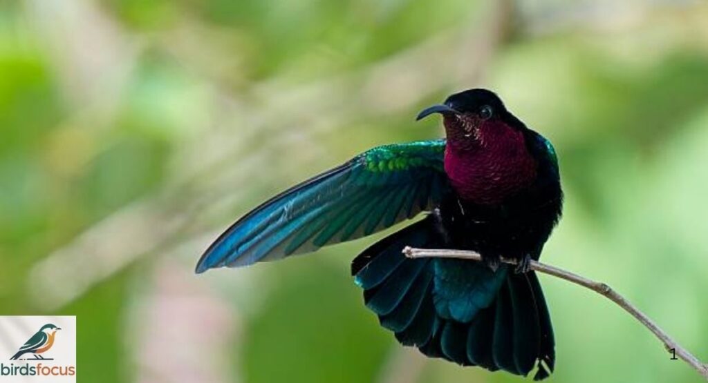Purple-throated Carib