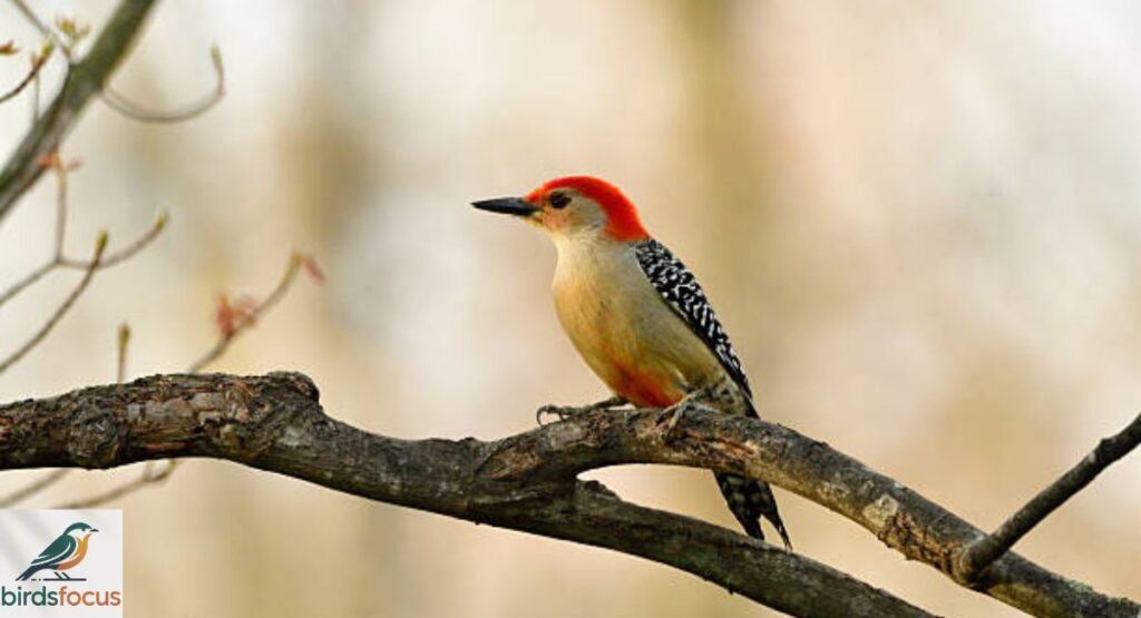 Red-bellied Woodpecker