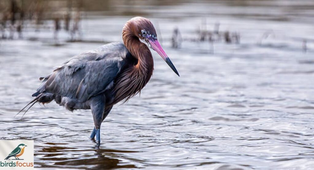 Reddish Egret