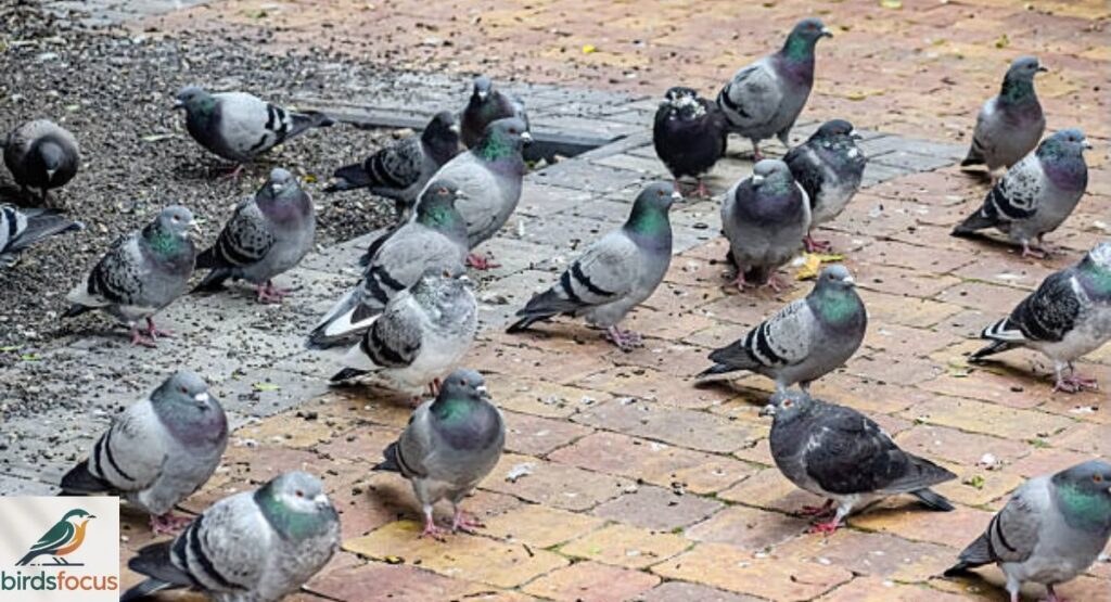 Rock Pigeon