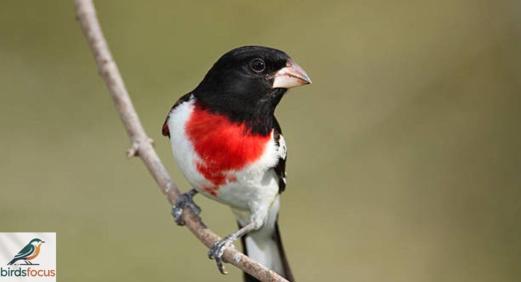 Rose-breasted Grosbeak
