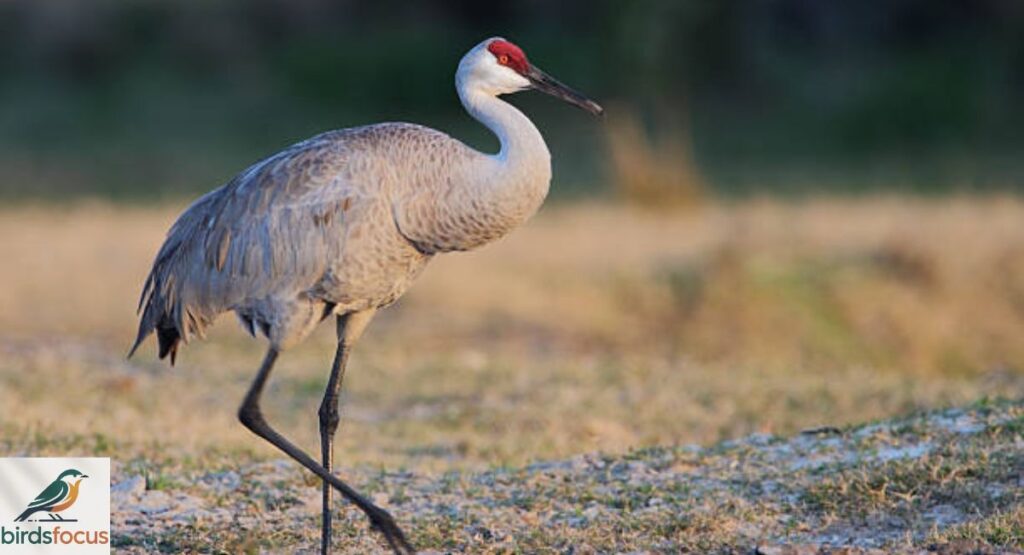 Sandhill Crane