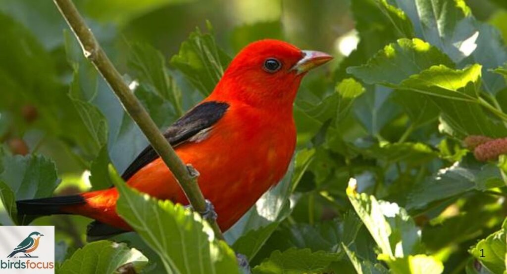 Scarlet Tanager