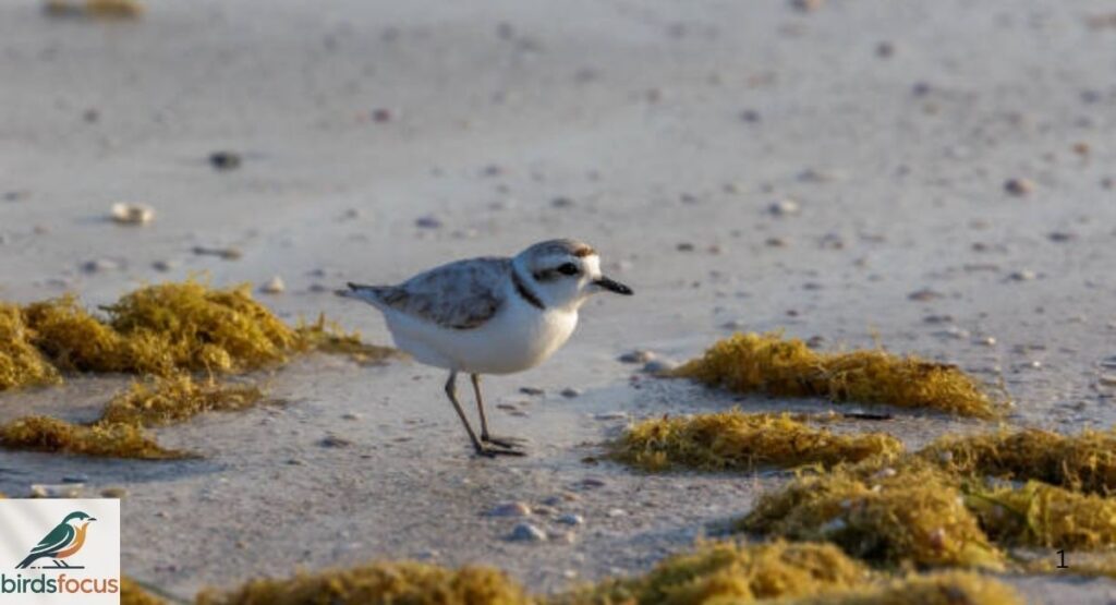 Snowy Plover