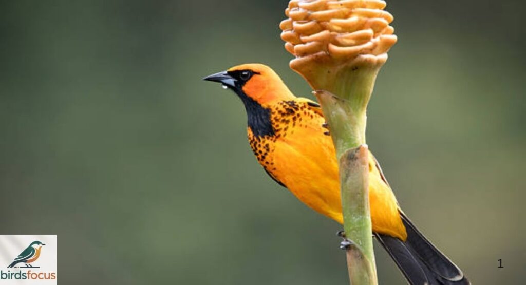 Spot-breasted Oriole