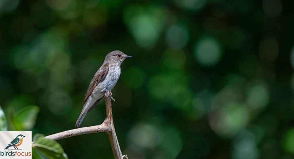 Spotted Flycatcher