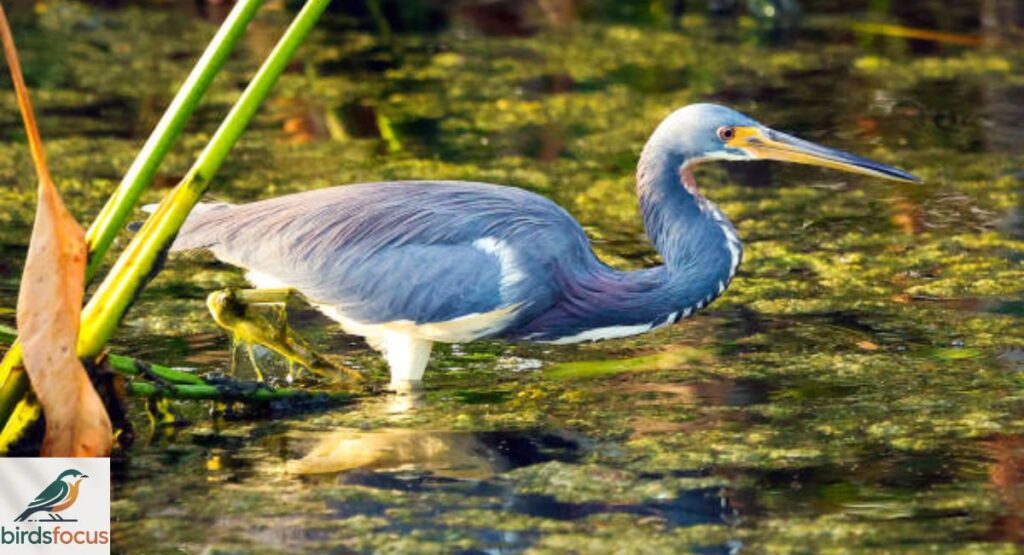 Tricolored Heron