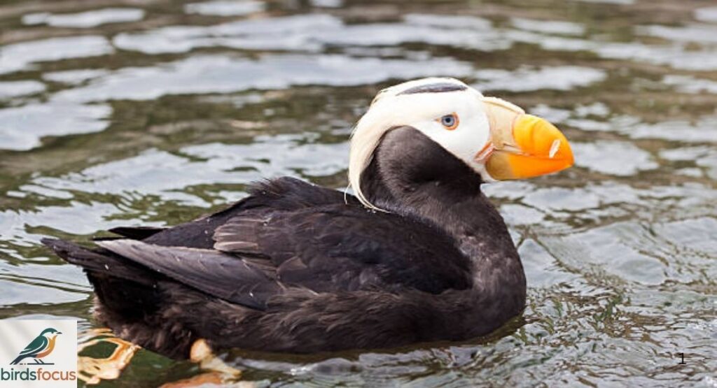 Tufted Puffin