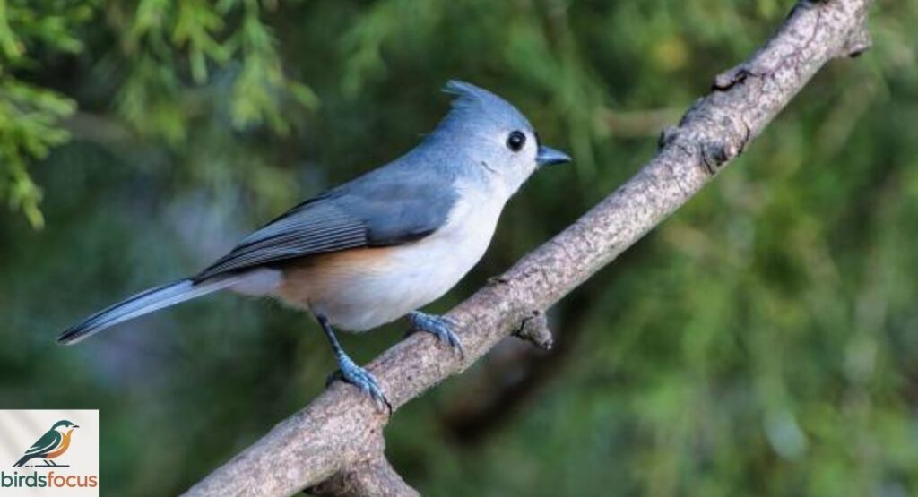 Tufted Titmouse