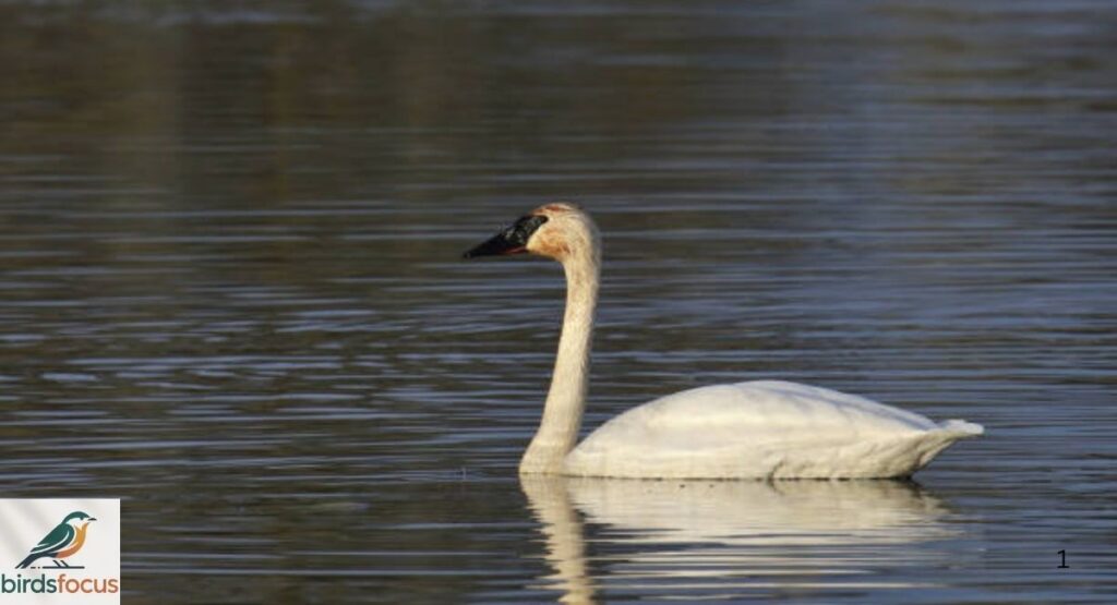 Tundra Swan