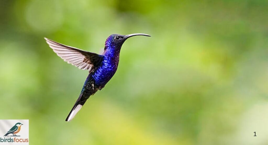 Violet Sabrewing