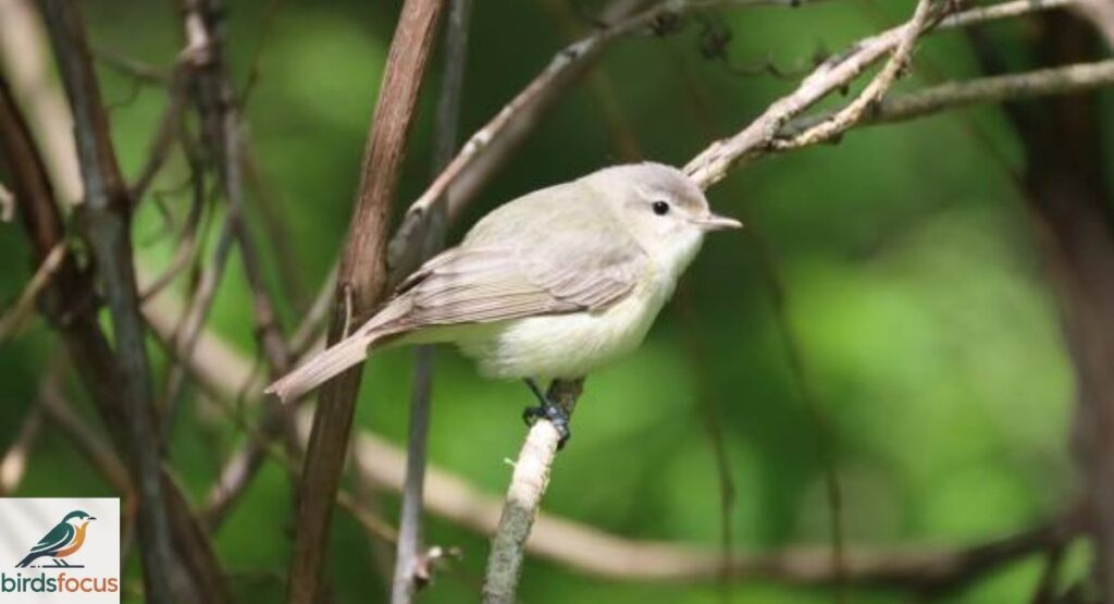 Warbling Vireo