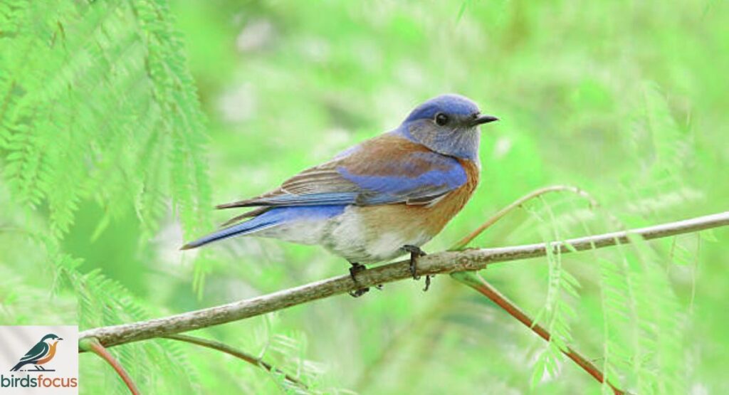 Western Bluebird