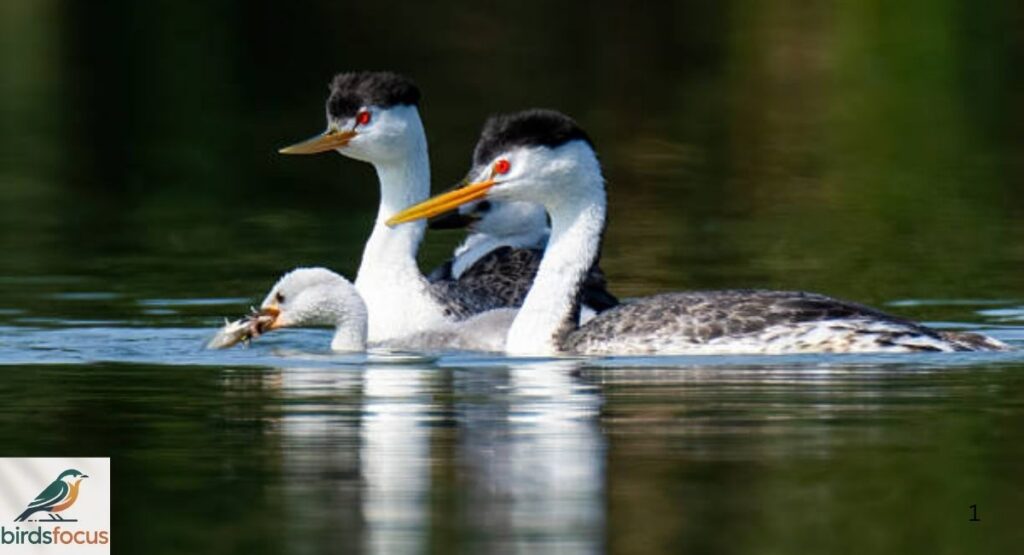Western Grebe