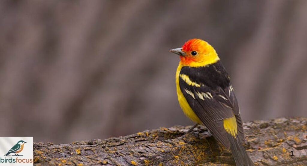 Western Tanager