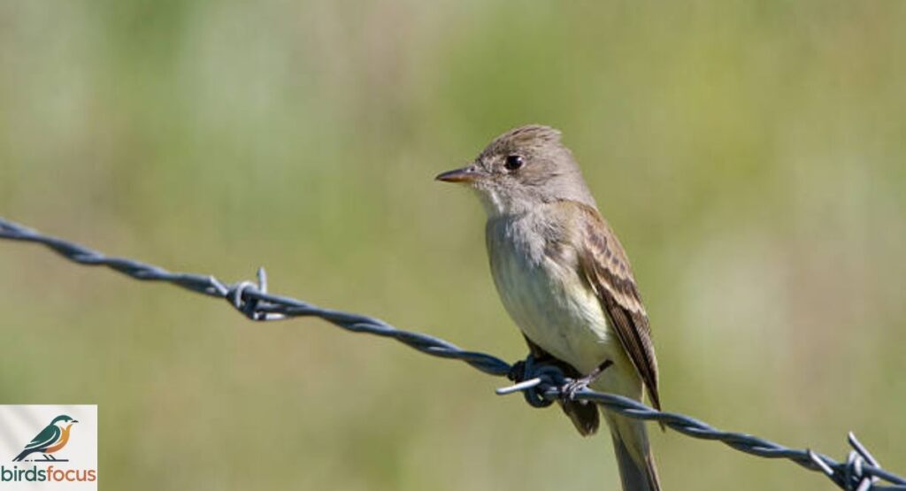 Western Wood-pewee