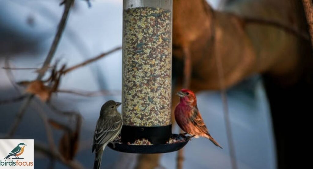 What Do House Finches Eat?