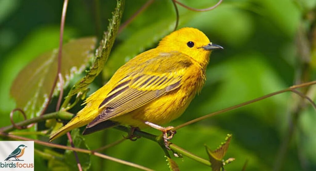 What Is a Yellow Warbler?