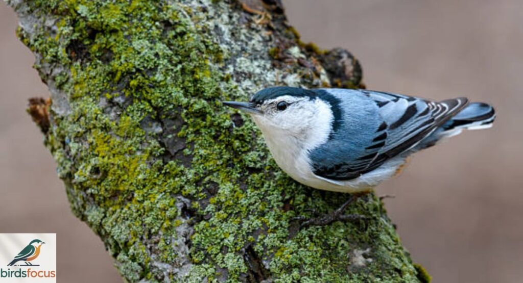 White-breasted Nuthatch