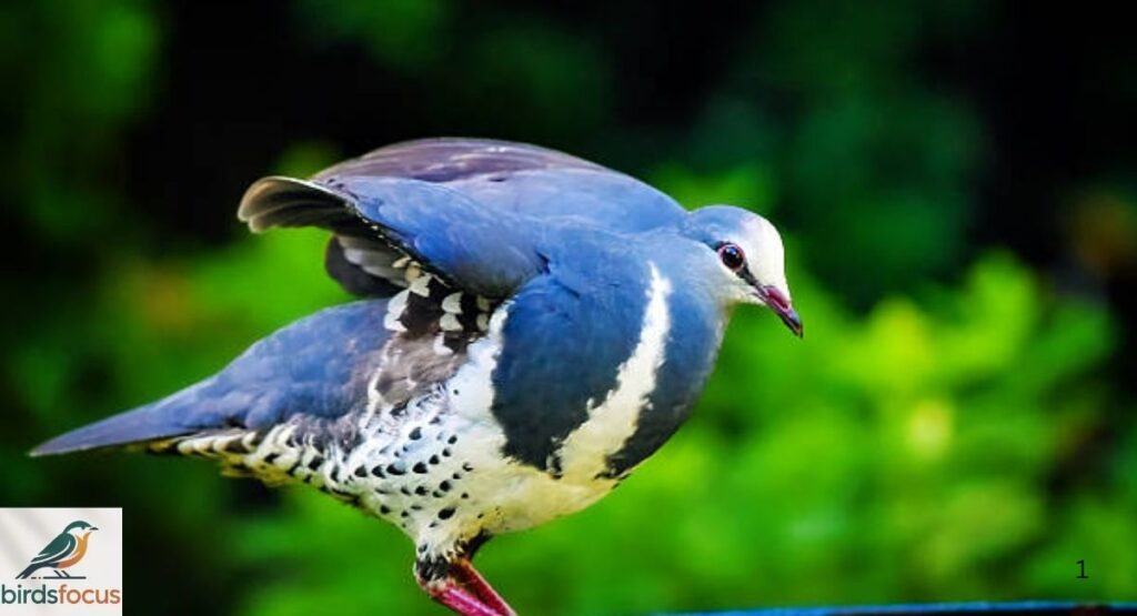 White-crowned Pigeon