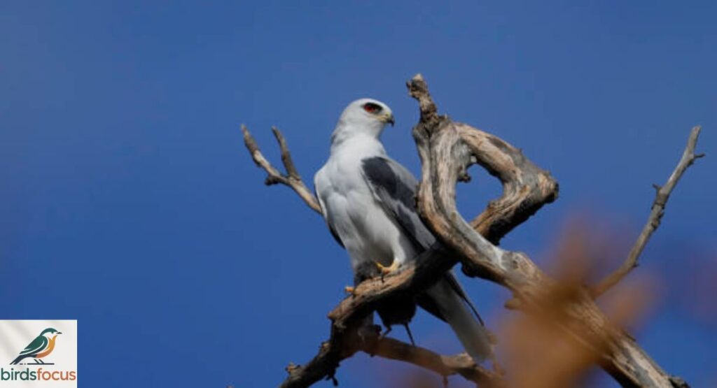 White-tailed Kite