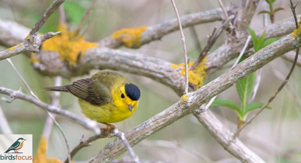 Wilson’s Warbler