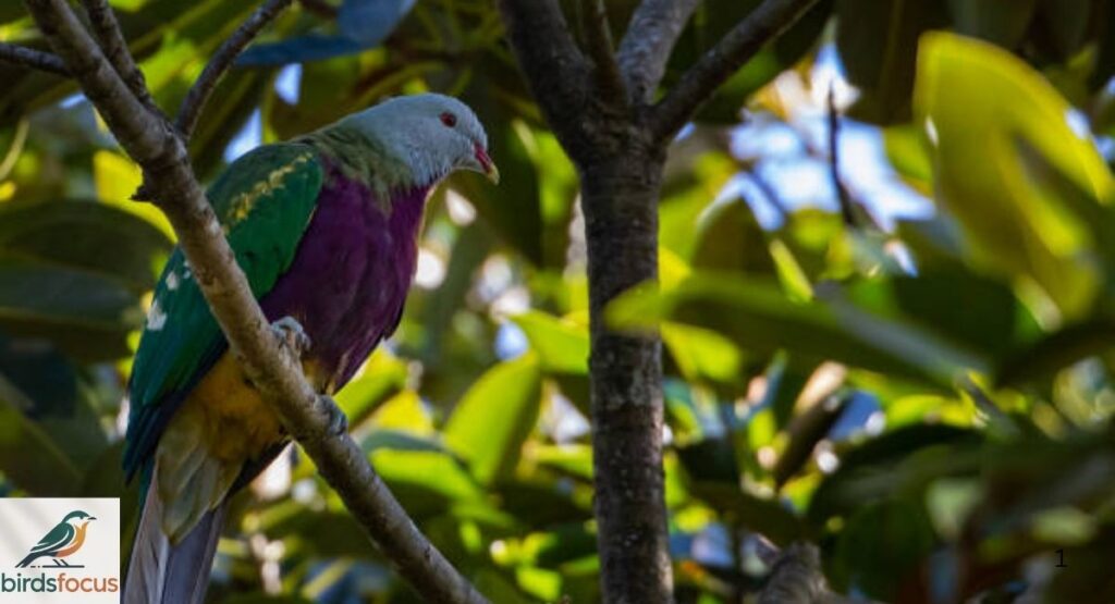 Wompoo Fruit Dove
