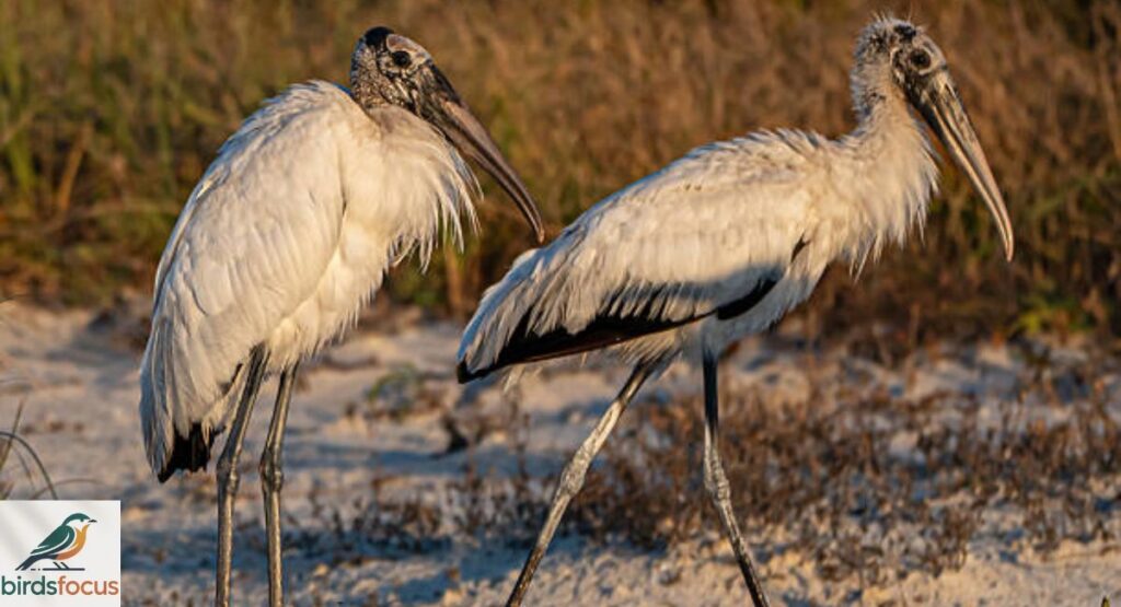 Wood Stork