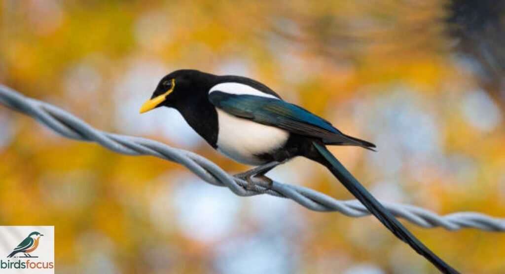 Yellow-billed Magpie