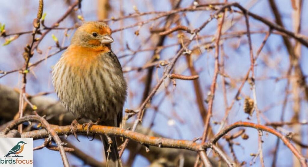 yellow house finch
