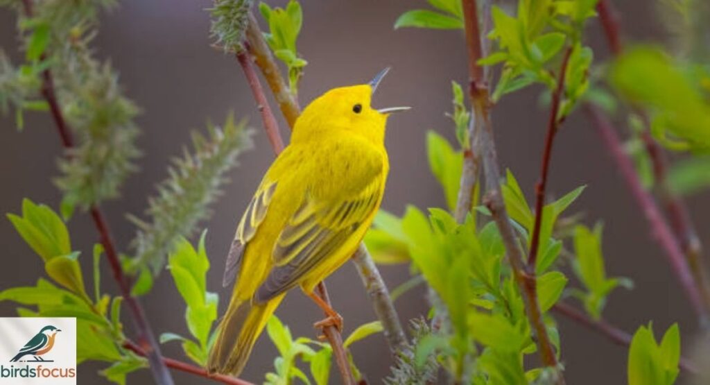 Yellow Warbler Call