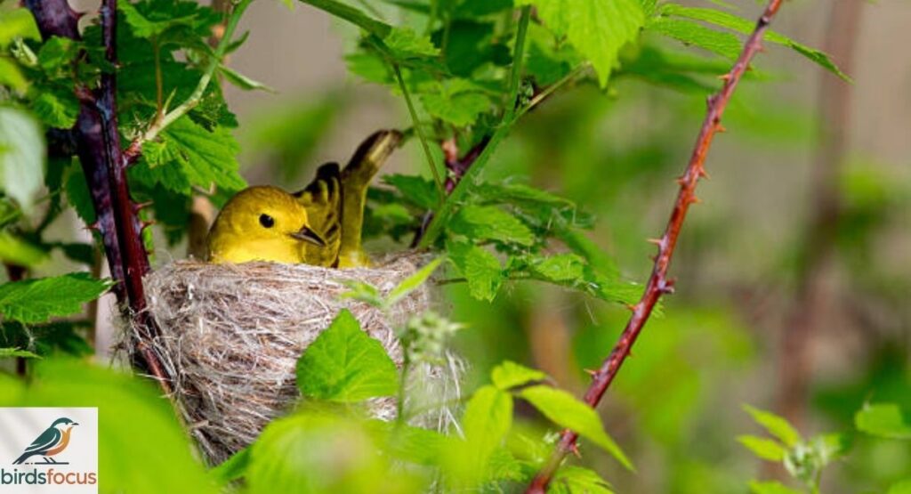Yellow Warbler Nest