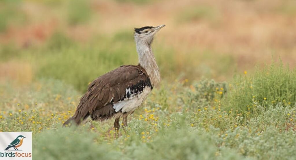 Australian Bustard