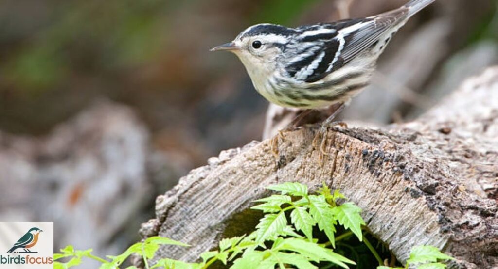 Black-and-white Warbler