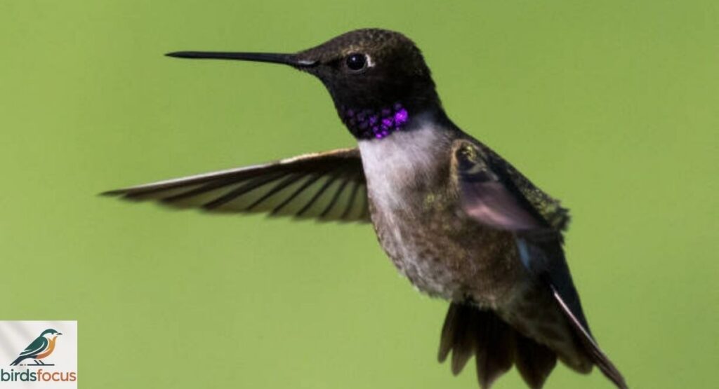 Black-Chinned Hummingbird