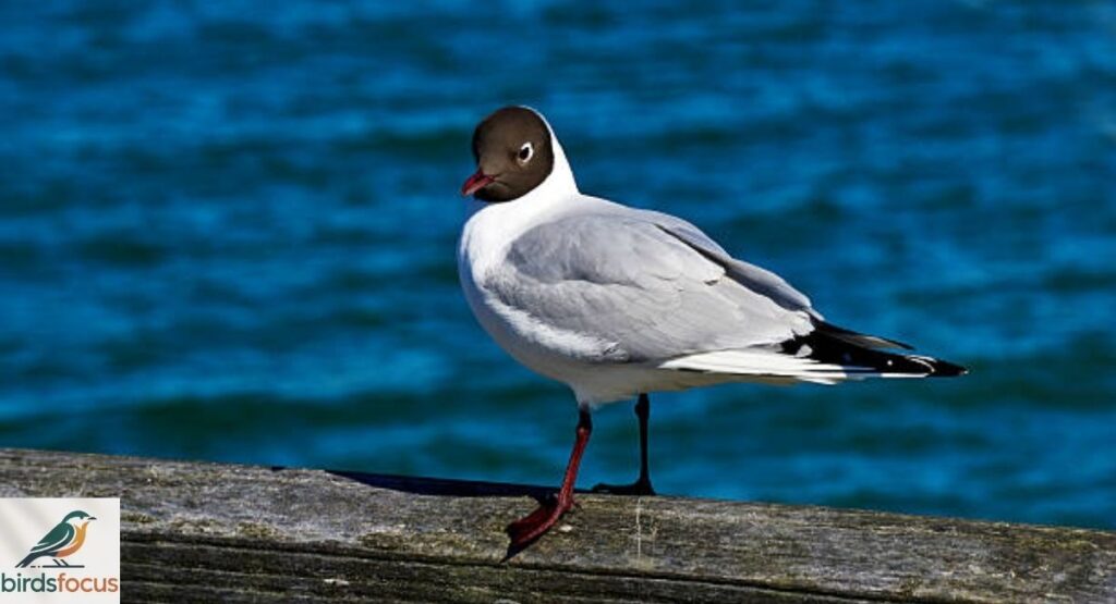 Black-headed Gull