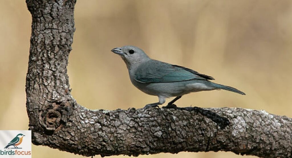 Blue Gray Tanager Female Identification