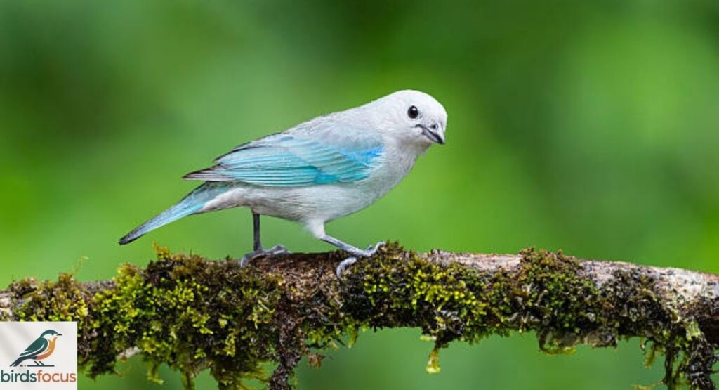 Blue Gray Tanager Identification