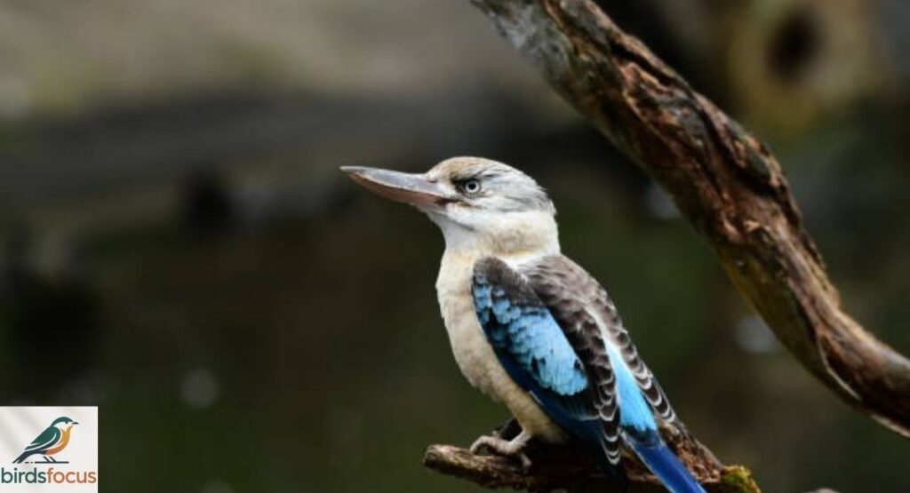 Blue-Winged Kookaburra