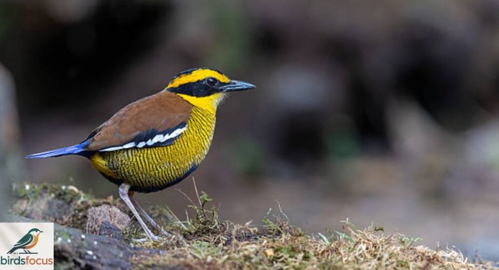 Bornean Banded Pitta