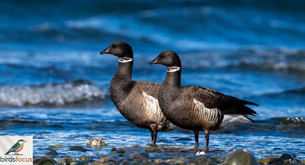 Brant