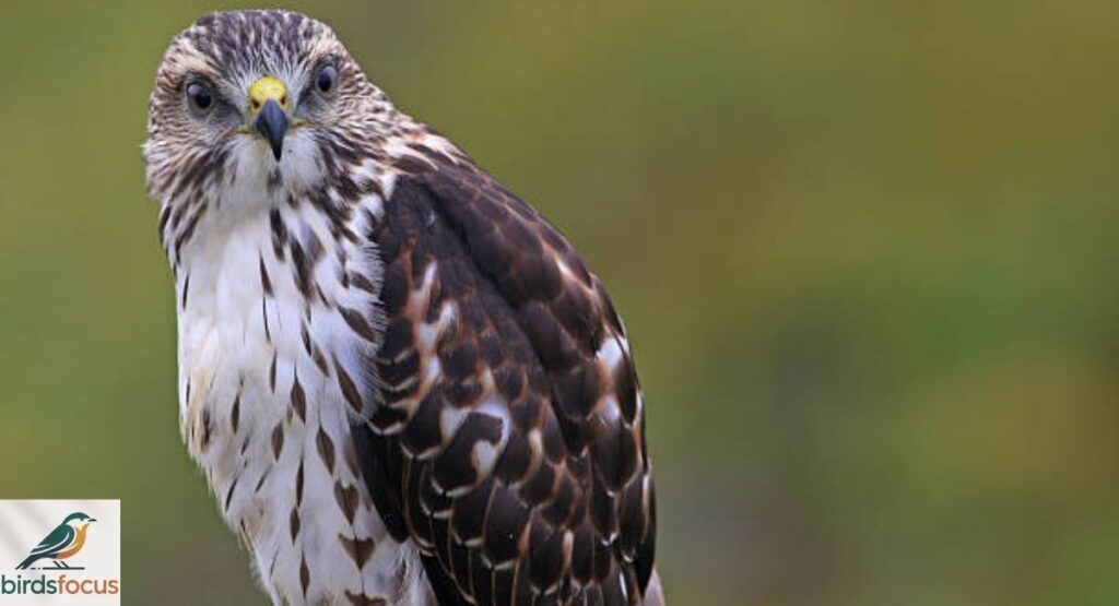 Broad-winged Hawk