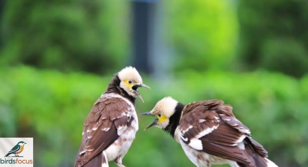 Can Birds Hear?