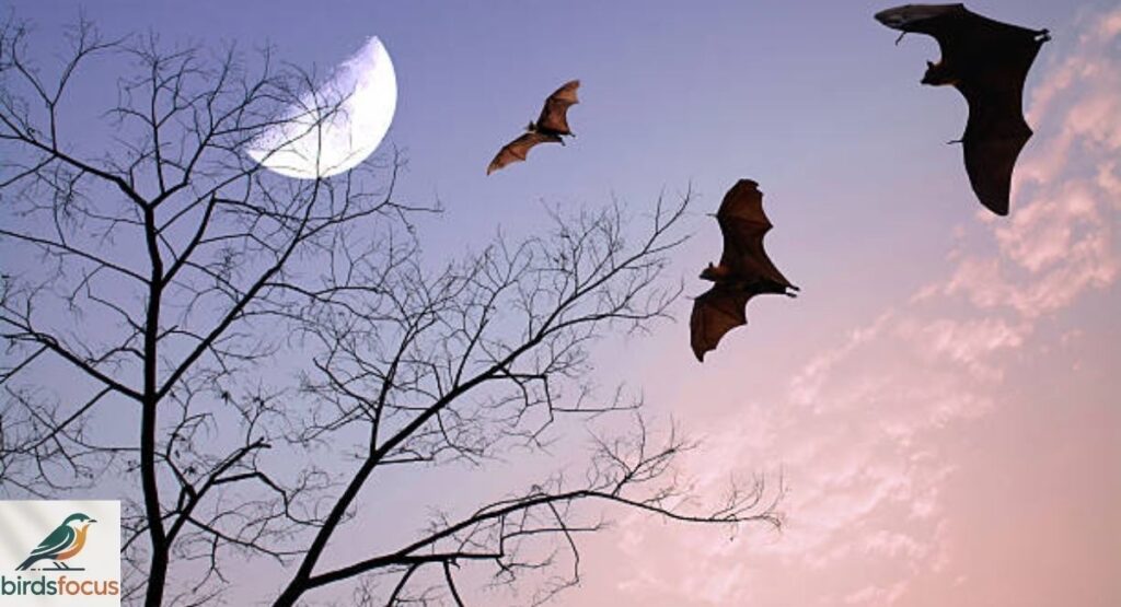 Can Birds Hear Bats at Night?